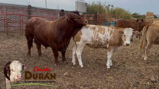 Sigue jalando el BEEFMASTER de la feria